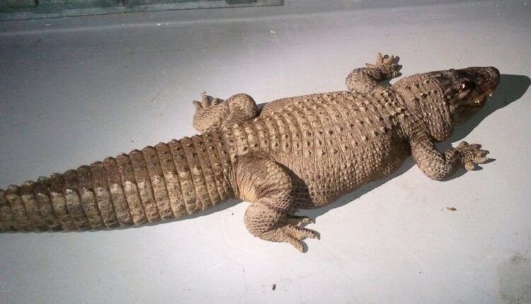 Suspected to have killed a crocodile and eaten the meat