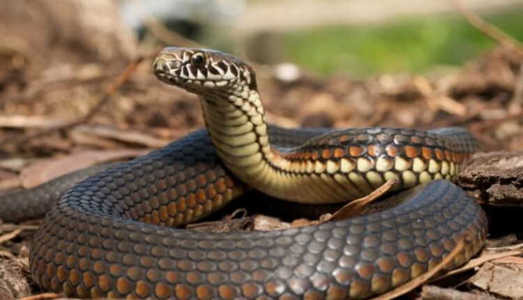 Refusal to breed snakes without government permission