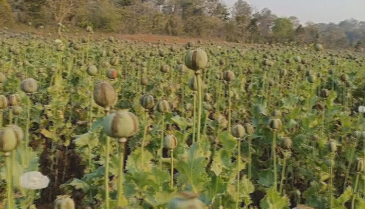 Cannabis cultivation in Shimilipal sanctuary is going on in Salasutura!