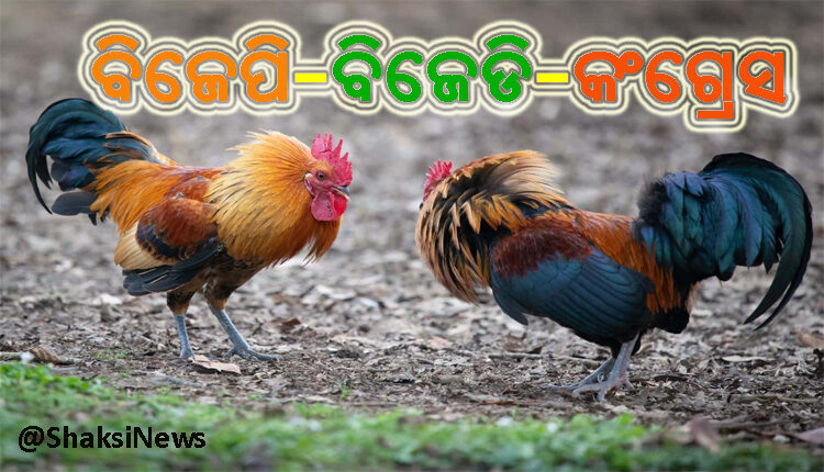 stop-fighting-chickens