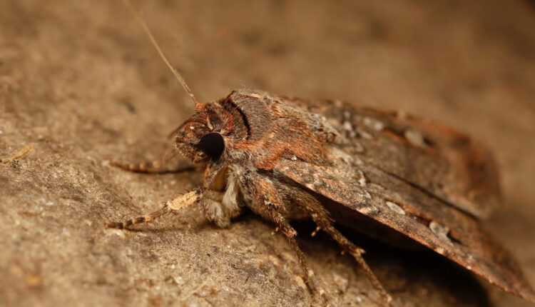 ବିଚିତ୍ର ପୃଥିବୀ: ଅସରପା ଭଳି ଏହି କୀଟଟି ୧୦୦୦ କିମି ଉଡ଼ିପାରେ